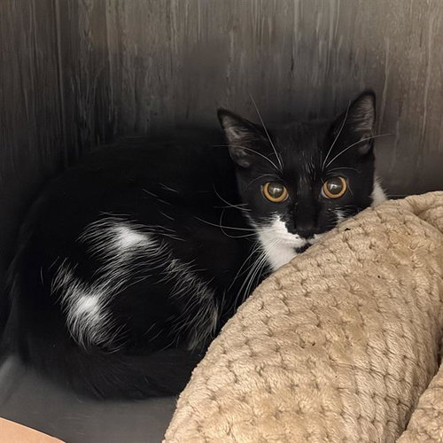 picture of the cat needing adoption