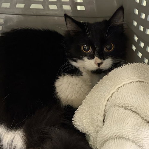 picture of the cat needing adoption