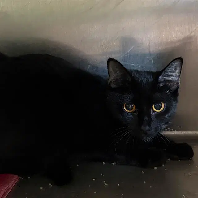 Vhs - Domestic Short Hair