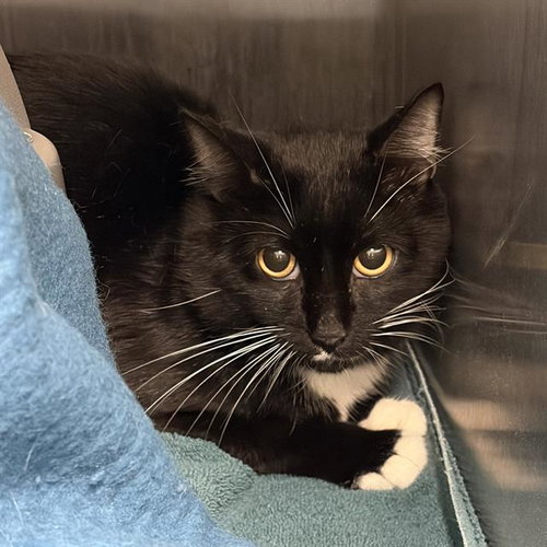 picture of the cat needing adoption