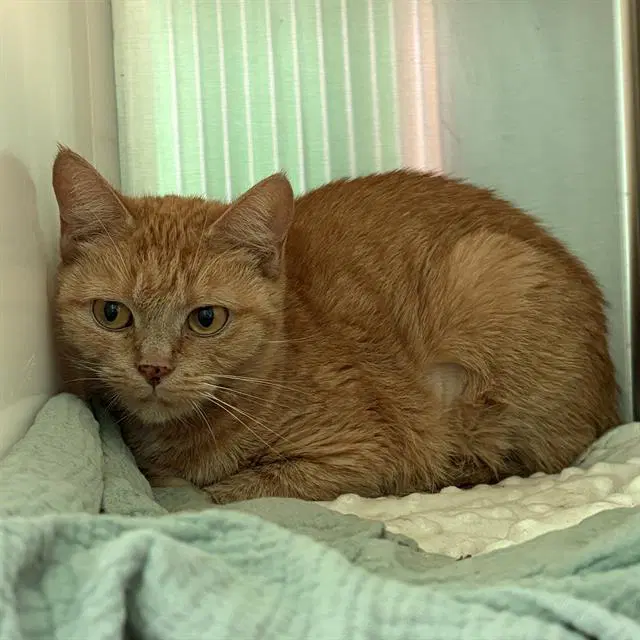 Rajah - Domestic Short Hair