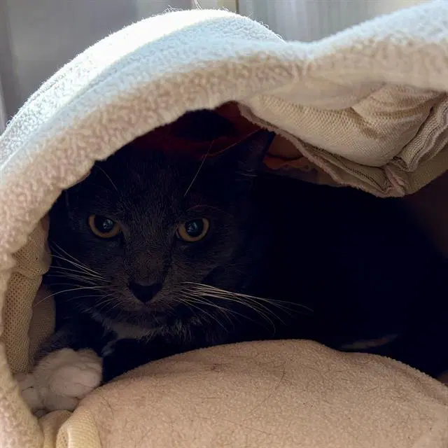 Sam - Domestic Short Hair