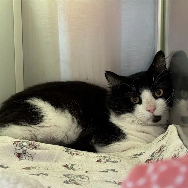 Clover - Domestic Short Hair