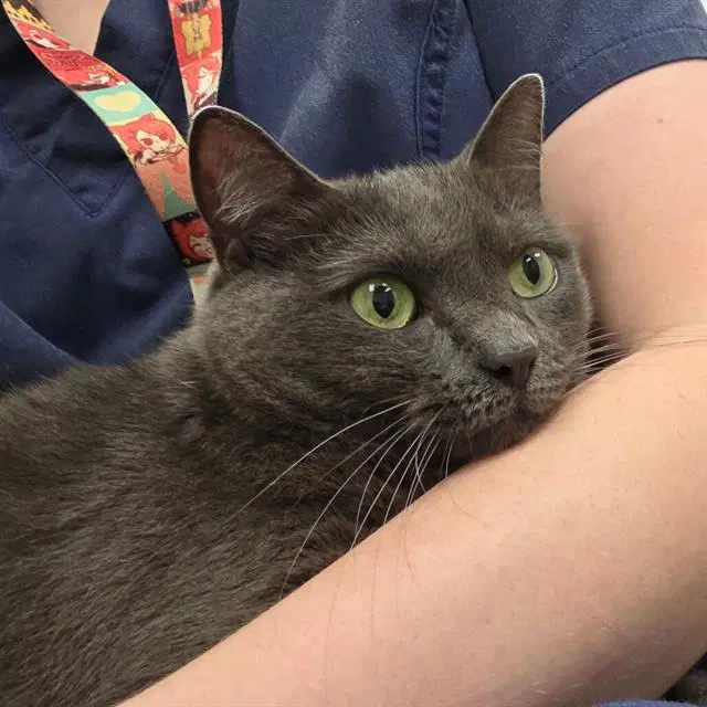 Priscilla - Domestic Short Hair