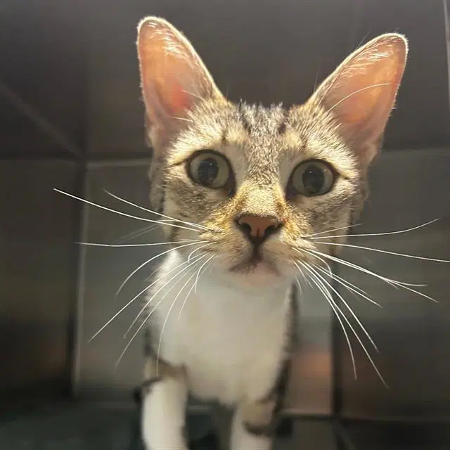 Pop-Tart - Fiv - Domestic Short Hair