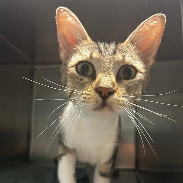 Pop-Tart - Fiv