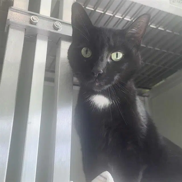 Jade - Domestic Short Hair