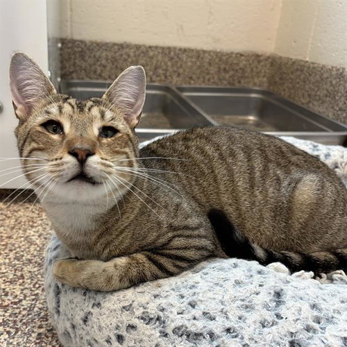 DOODLEBOB, a cat for adoption from MSPCA - Cape Cod Animal Care and Adoption Center