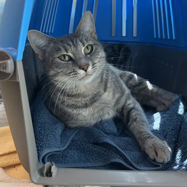 Lucy image 1