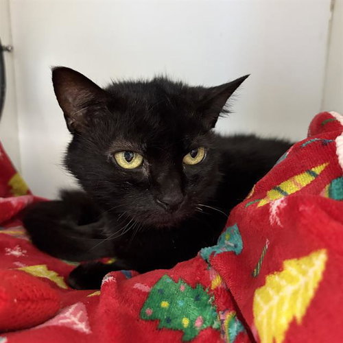 BABY, a cat for adoption from MSPCA - Cape Cod Animal Care and Adoption Center