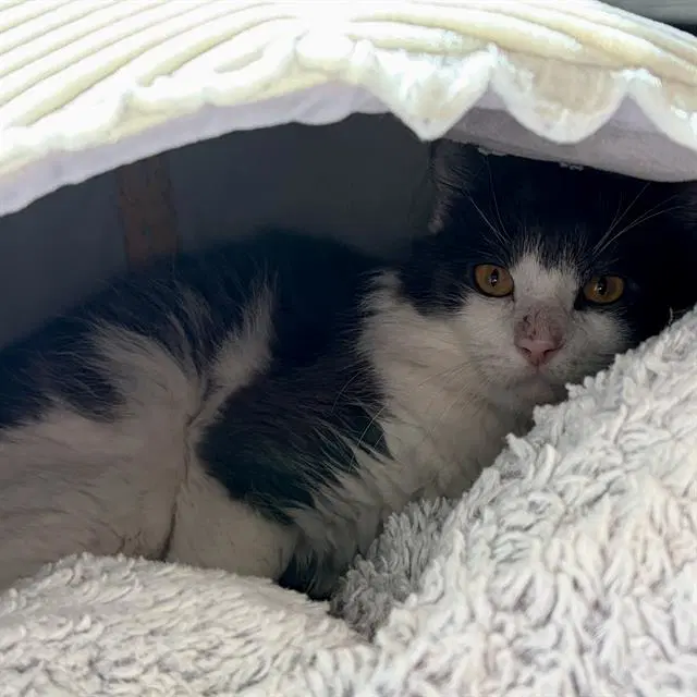 Alex - Domestic Short Hair