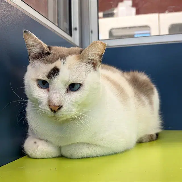 Angel Lloyd - Domestic Short Hair
