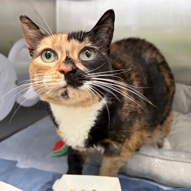 Honey - Domestic Short Hair