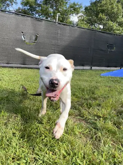 Akasha - Pit Bull Terrier