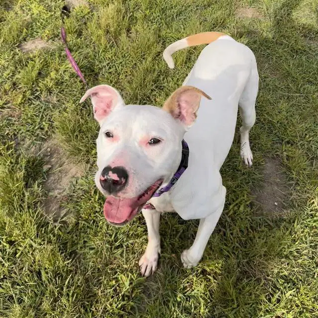 Akasha - Pit Bull Terrier