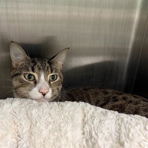 picture of the cat needing adoption