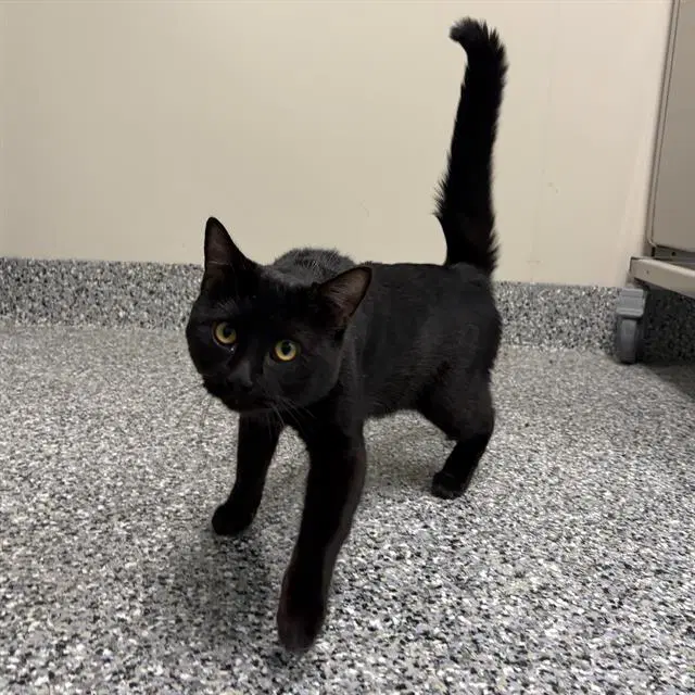 Mirage - Domestic Short Hair