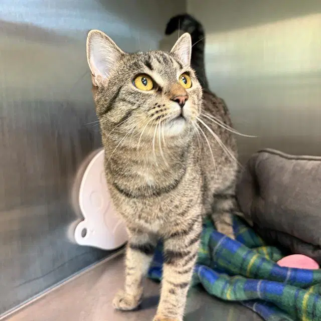 Pixi - Domestic Short Hair