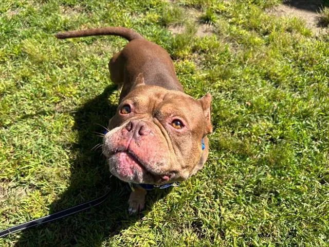 Anakin - American Pit Bull Terrier