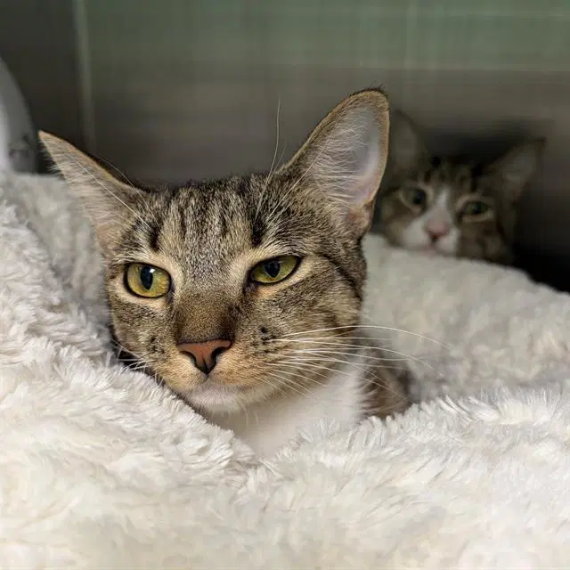 Nawi - Domestic Short Hair