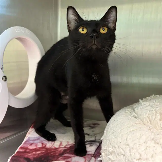Stardust - Domestic Short Hair