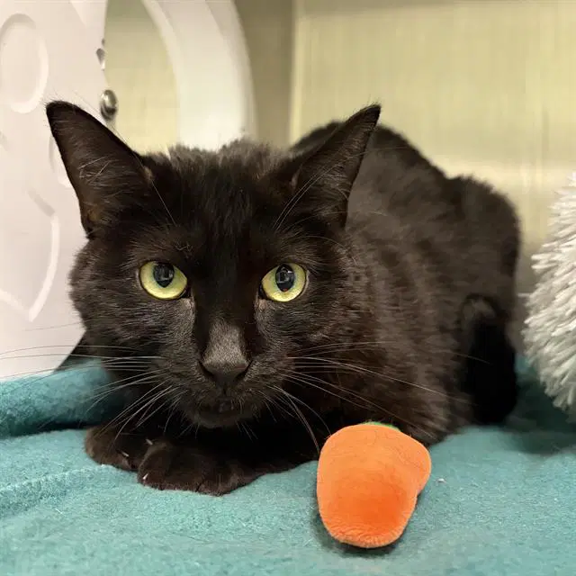 Dipsy - Domestic Short Hair