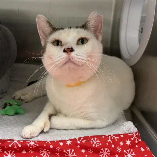 Turducken - Domestic Short Hair