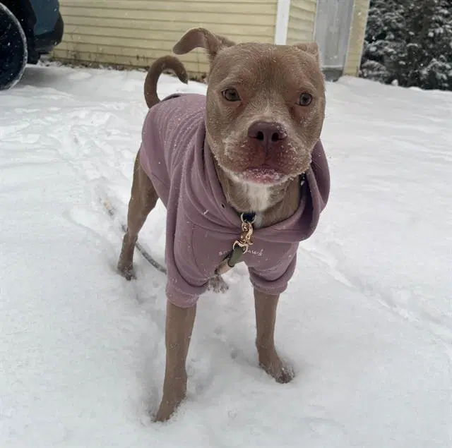 Mabel - Pit Bull Terrier