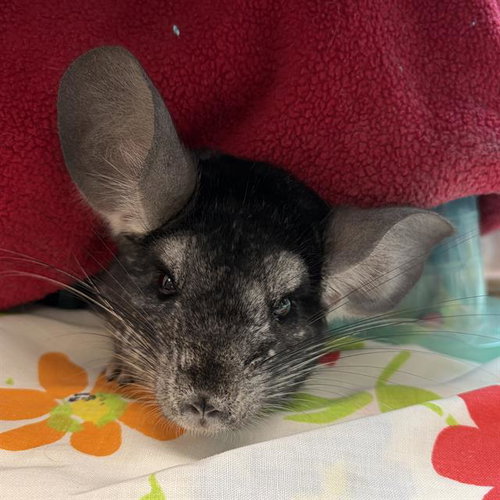 CHILI, a chinchilla for adoption from MSPCA - Cape Cod Animal Care and Adoption Center