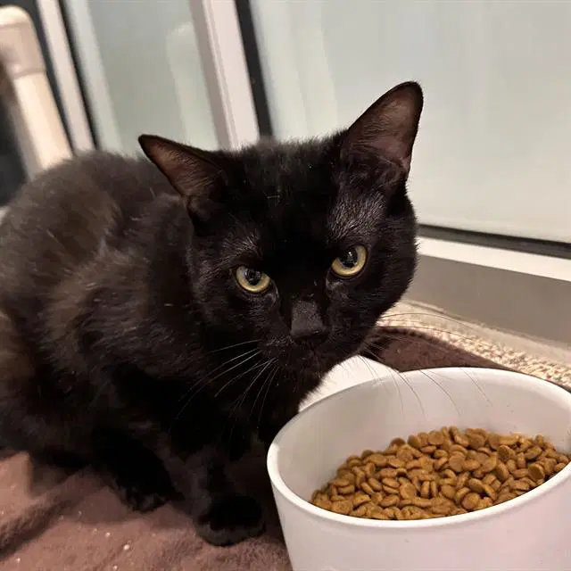 Ridgewood - Domestic Short Hair