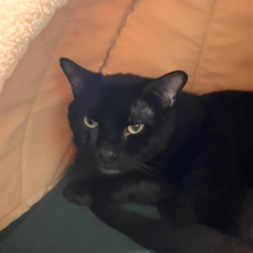 BROOKSHIRE, a cat for adoption from MSPCA - Cape Cod Animal Care and Adoption Center