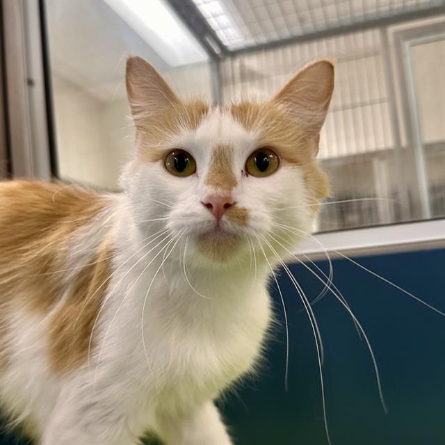 Creamsicle, Domestic Short Hair