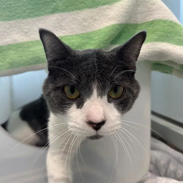 Rocky Pablo - Domestic Short Hair