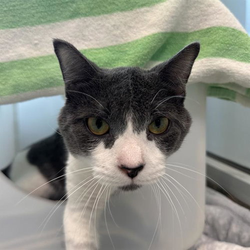 ROCKY PABLO, a cat for adoption from MSPCA - Cape Cod Animal Care and Adoption Center