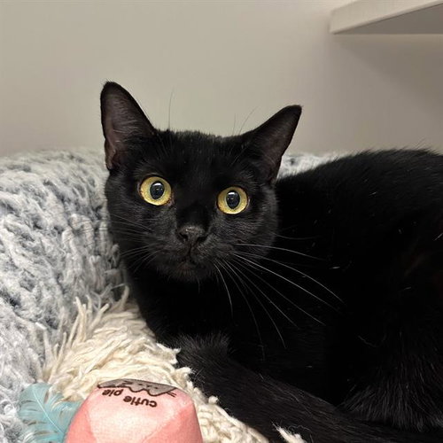 TUPPERWARE, a cat for adoption from MSPCA - Cape Cod Animal Care and Adoption Center