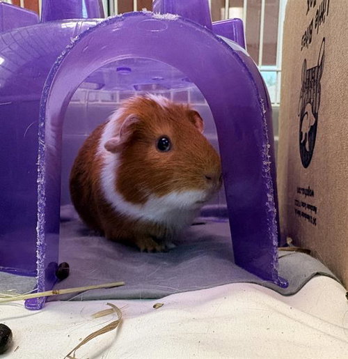 STEVEN TOAST, a guinea pig for adoption from MSPCA - Cape Cod Animal Care and Adoption Center