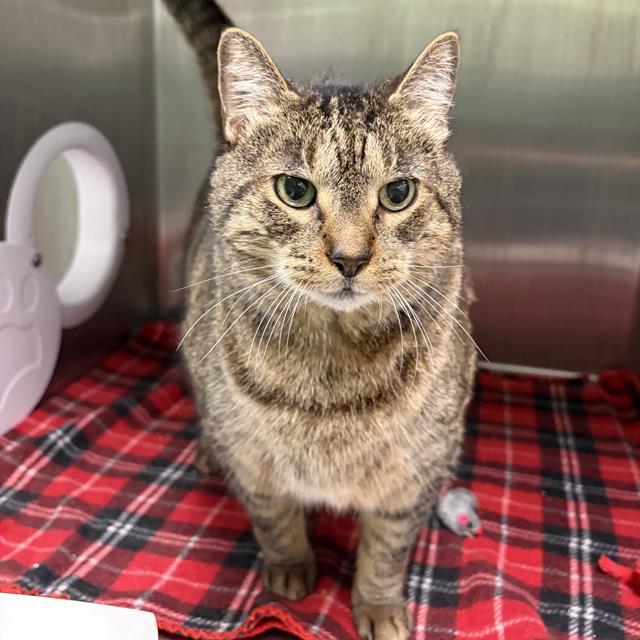 Milo, Domestic Short Hair