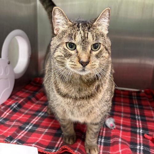 MILO, a cat for adoption from MSPCA - Cape Cod Animal Care and Adoption Center