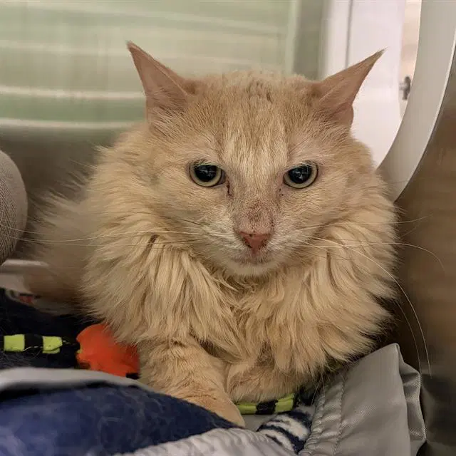 Serena - Domestic Medium Hair