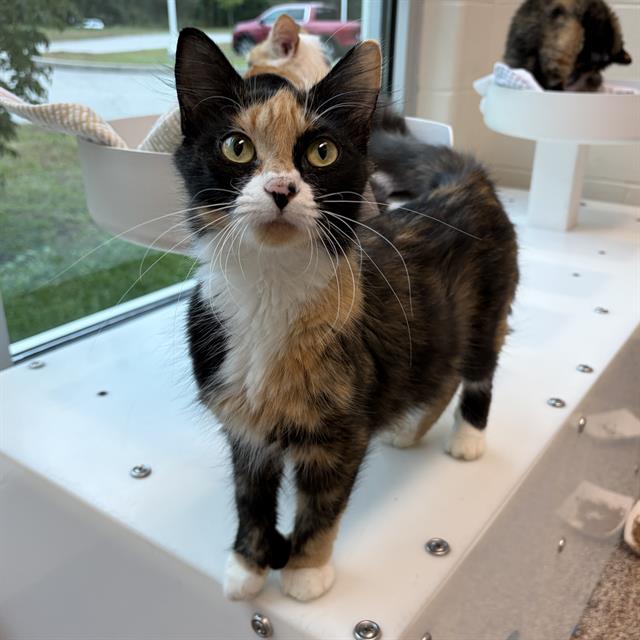 Rezzie, Domestic Medium Hair