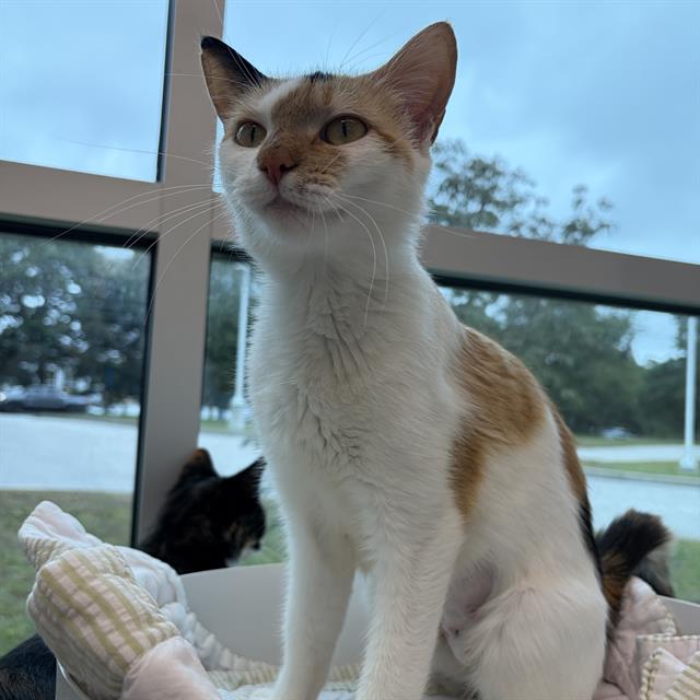 Coco Chanel, Domestic Medium Hair