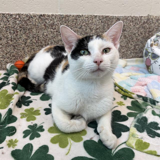 Prada, Domestic Short Hair