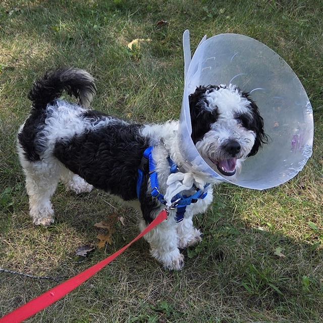 Max, Poodle (Miniature)