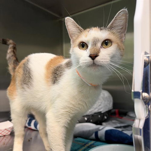 LALA, a cat for adoption from MSPCA - Cape Cod Animal Care and Adoption Center