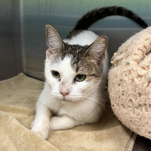 PATRICIA, a cat for adoption from MSPCA - Cape Cod Animal Care and Adoption Center