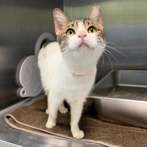 POLKA, a cat for adoption from MSPCA - Cape Cod Animal Care and Adoption Center