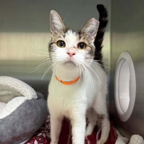 HAZEL, a cat for adoption from MSPCA - Cape Cod Animal Care and Adoption Center