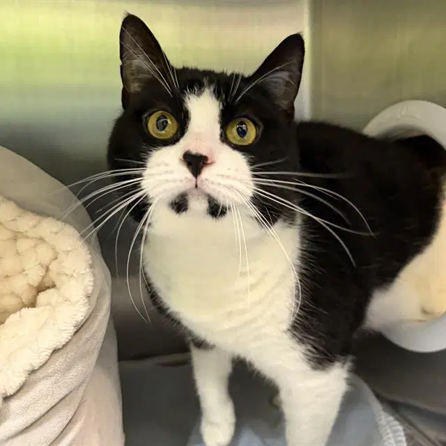 Mystique - Domestic Short Hair