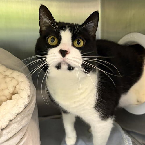 MYSTIQUE, a cat for adoption from MSPCA - Cape Cod Animal Care and Adoption Center