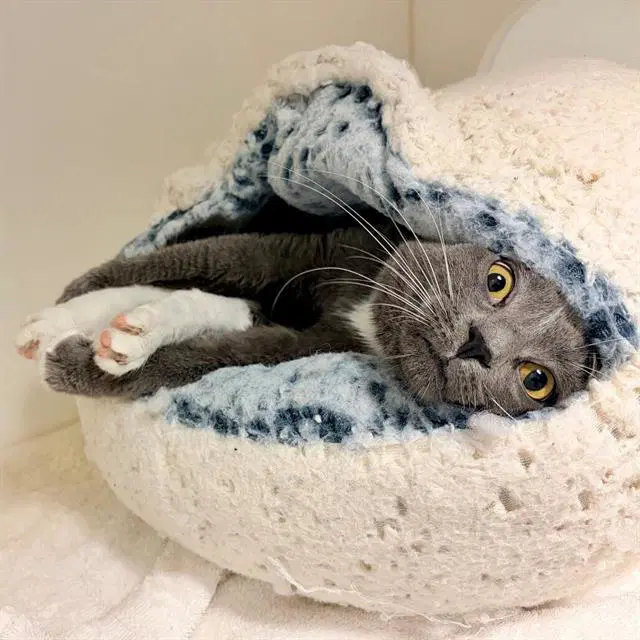 Shadow - Domestic Short Hair